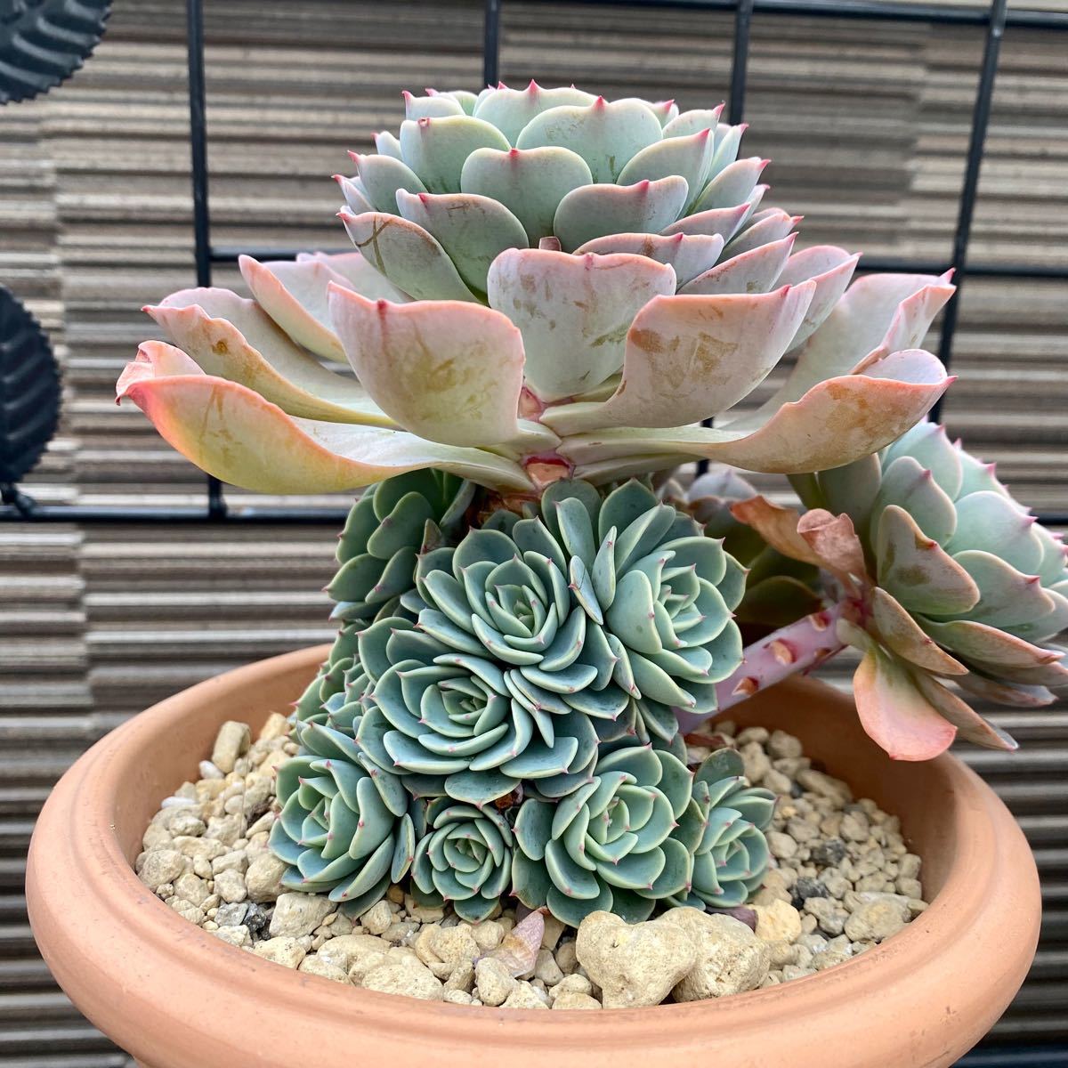 多肉植物 七福神 大株|Yahoo!フリマ(旧PayPayフリマ) 多肉植物 七福神 大株|Yahoo!フリマ(旧PayPayフリマ)