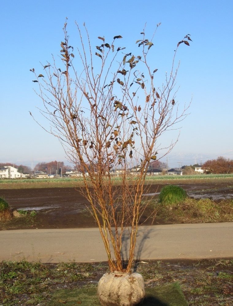 全ての シンボルツリーに 落葉樹 人気 ヒメシャラ230cm 株立ち リピート限定 花 園芸 Tok Mx