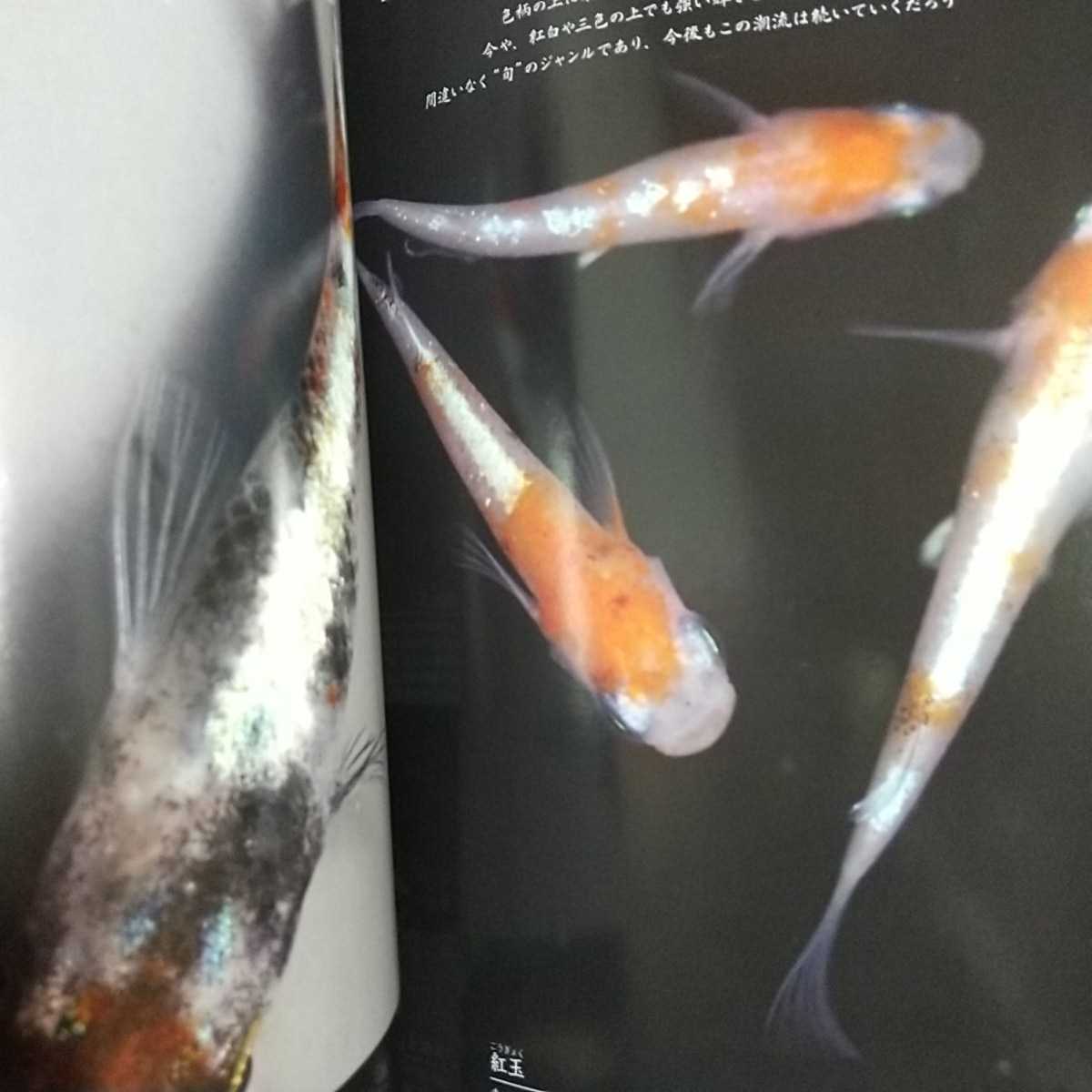  monthly aqua life 2019 year 11 month number next generation. me Dakar * appendix sticker none AQUA LIFE magazine fish breeding aquarium 0100015