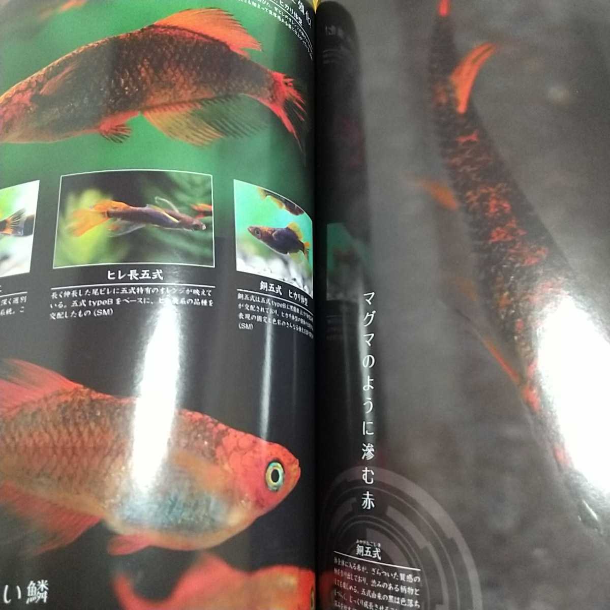  monthly aqua life 2019 year 11 month number next generation. me Dakar * appendix sticker none AQUA LIFE magazine fish breeding aquarium 0100015