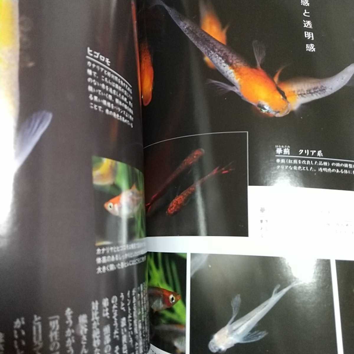  monthly aqua life 2019 year 11 month number next generation. me Dakar * appendix sticker none AQUA LIFE magazine fish breeding aquarium 0100015