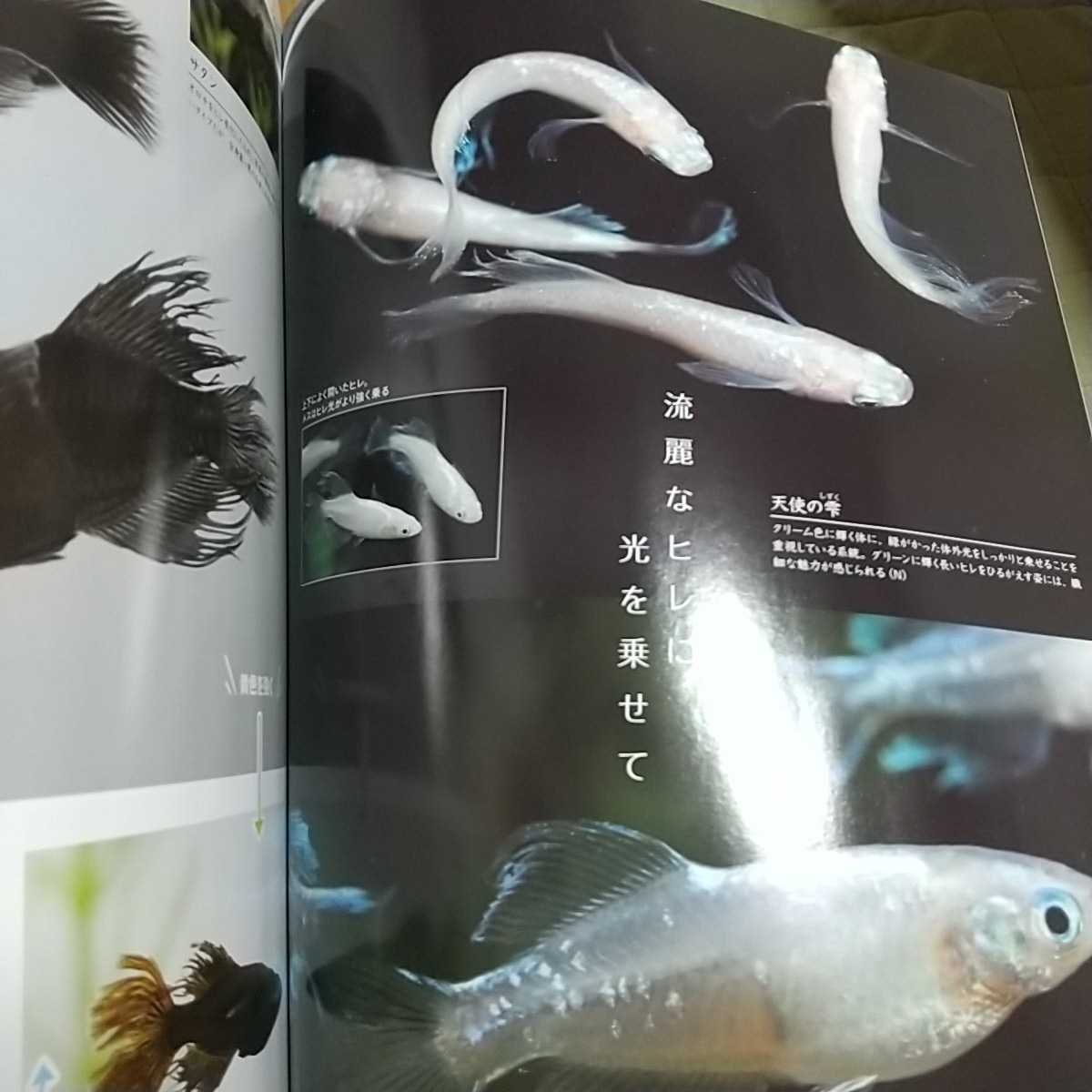  monthly aqua life 2019 year 11 month number next generation. me Dakar * appendix sticker none AQUA LIFE magazine fish breeding aquarium 0100015