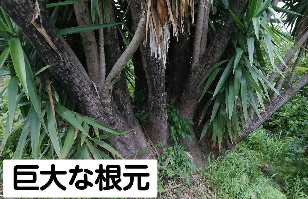 Paypayフリマ 観葉植物 ユッカ エレファンティペス 風水 金運 青年の木 鹿児島県霧島産 耐寒性 根出し済み 95センチ 細身