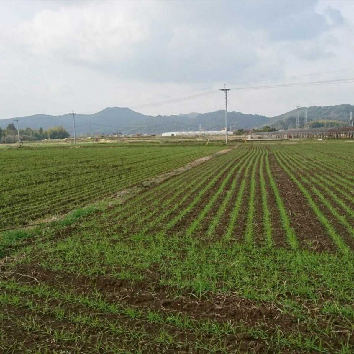 自然栽培小麦ブラン（ふすま粉）800g熊本県産_画像4