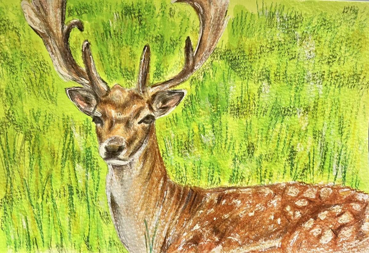 色鉛筆画 水彩画 ポストカード 原画 シカ 鹿|Yahoo!フリマ(旧 色鉛筆画 水彩画 ポストカード 原画 シカ 鹿|Yahoo!フリマ(旧