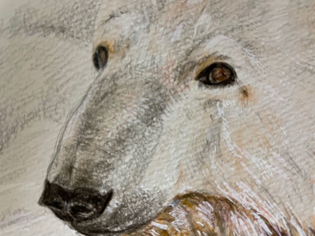 色鉛筆画 シロクマ しろくま 白熊 ポストカード 原画|Yahoo 色鉛筆画 シロクマ しろくま 白熊 ポストカード 原画|Yahoo