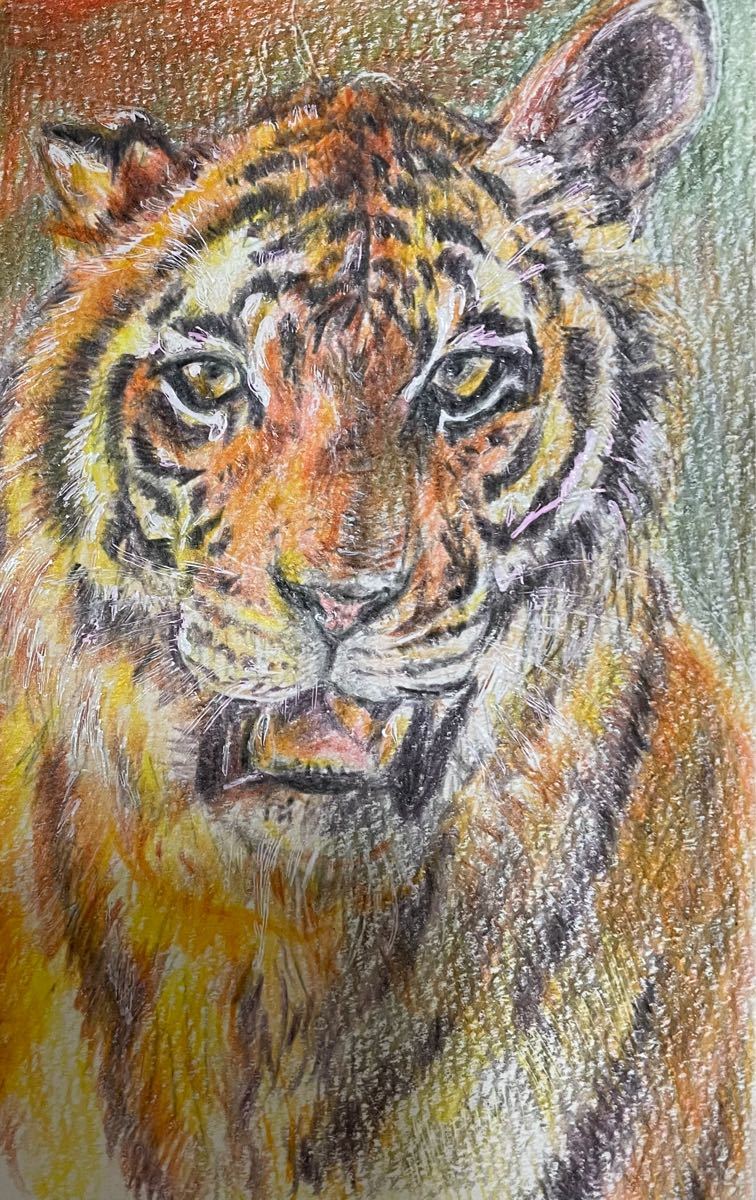 色鉛筆画 ポストカード トラ とら 虎 寅 原画 絵画 イラスト 色鉛筆画 ポストカード トラ とら 虎 寅 原画 絵画 イラスト