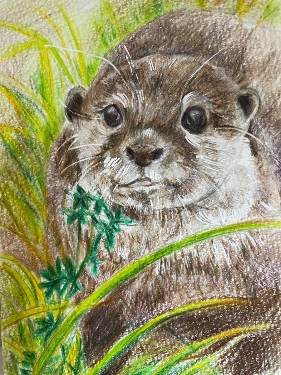 色鉛筆画　カワウソ　かわうそ　ポストカード　原画　絵画　手書きイラスト