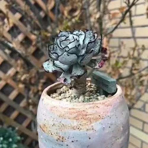 Yahoo!オークション - &hearts &hearts 多肉植物 エケベリア属 Yahoo!オークション - &hearts &hearts 多肉植物 エケベリア属