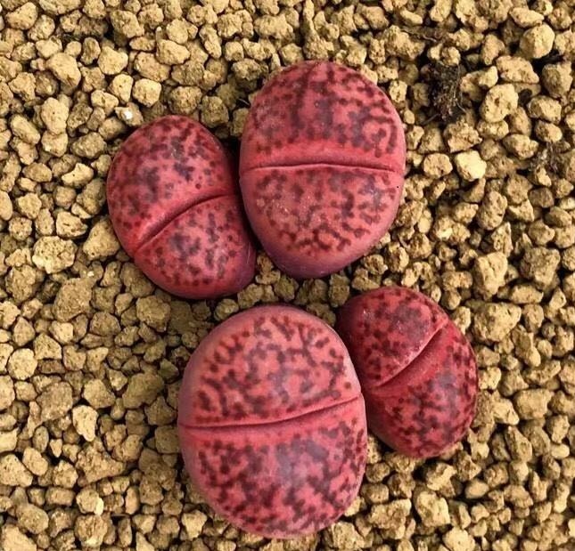 多肉植物 リトープス 石榴玉シリーズセット 種 10粒