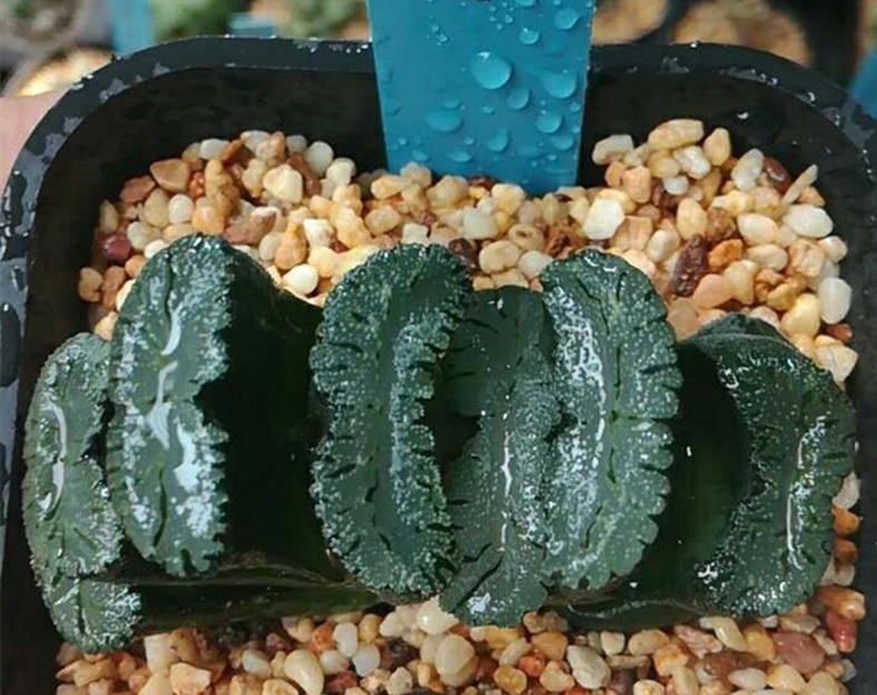 多肉植物 ハオルチア 玉扇 緑島 種5粒