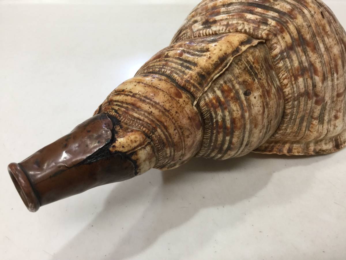 特大 法螺貝 全長約38cm 1281g 笛 密教 魔除け 貝 貝殻 ホラガイ ホラ