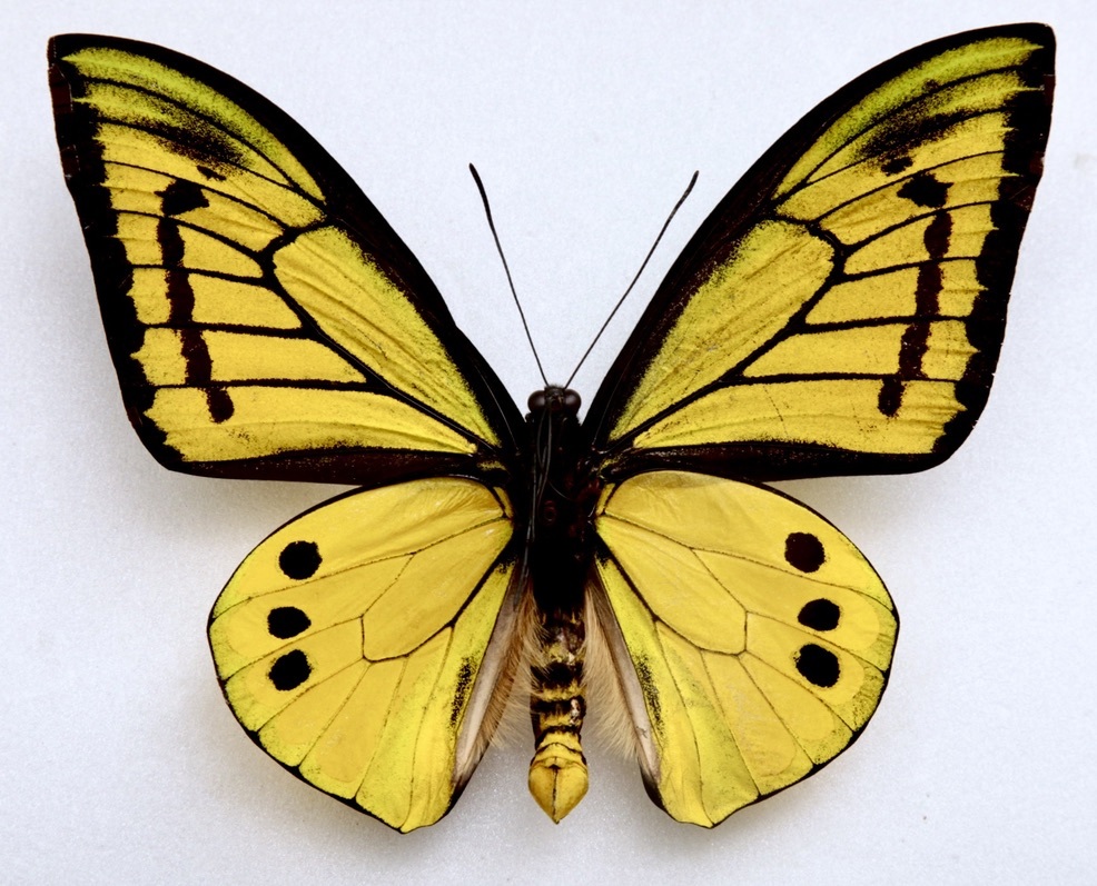 ■外国産蝶標本 ゴライアストリバネアゲハ A-♂　 PNG・西部山岳州 産 　野外採集品　(WS1)_画像5