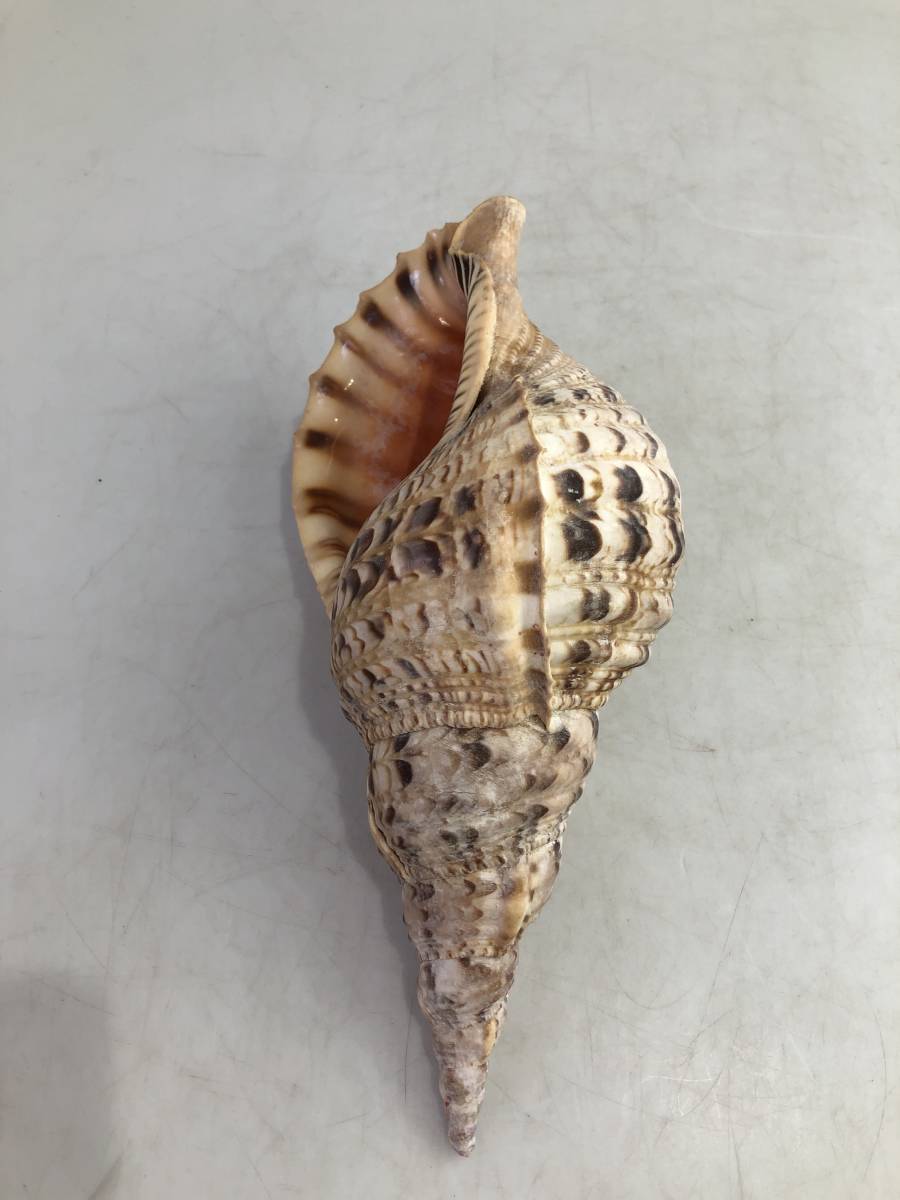 HG2115 法螺貝長さ約31㎝ ホラ貝ほら貝笛修験者山伏貝貝殻ホラガイ標本 
