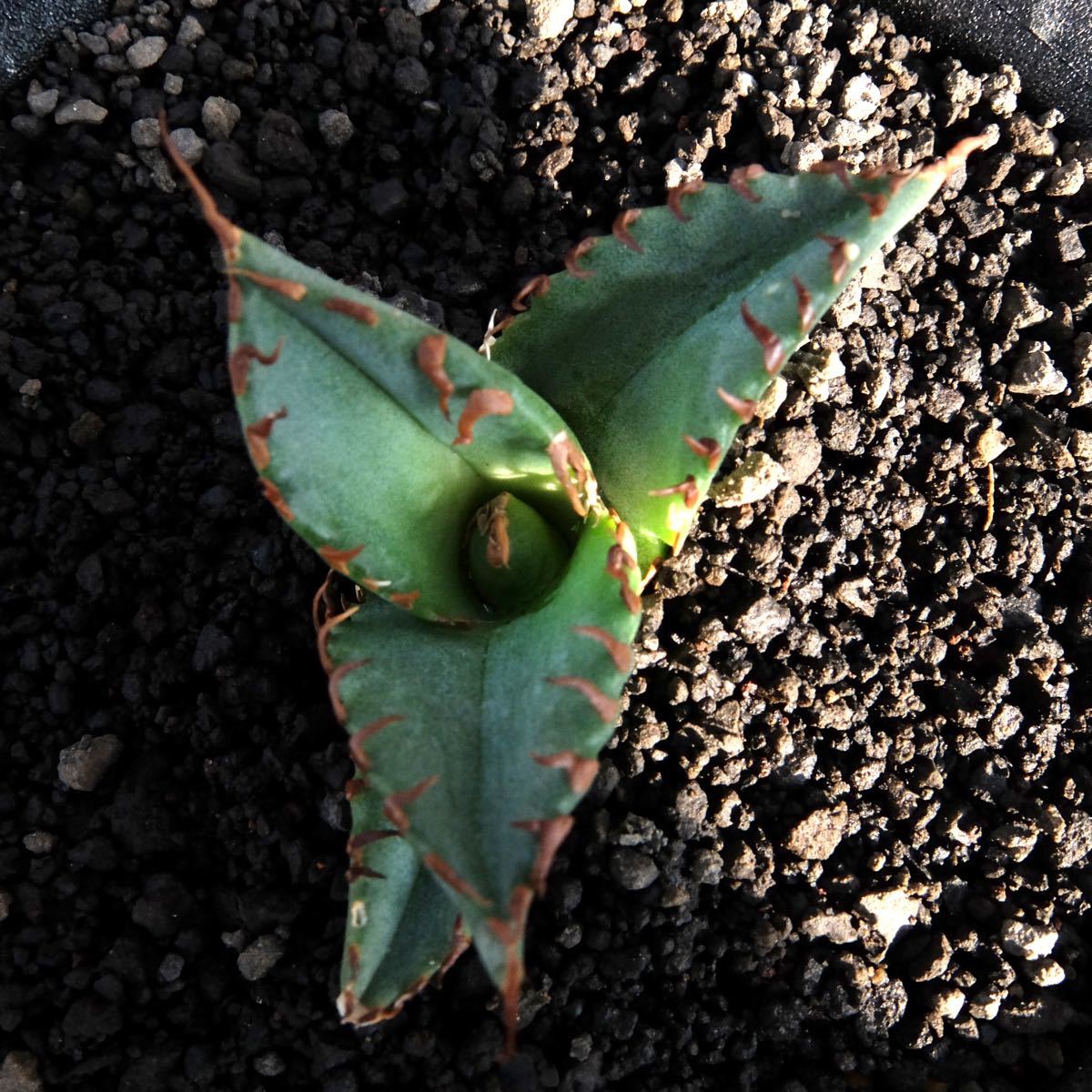 大人気 Agave Titanota White Whale アガベチタノタ白鯨 発根済 サボテン 多肉植物 Iowatribeofkansasandnebraska Com 大人気 Agave Titanota White Whale アガベチタノタ白鯨 発根済 サボテン 多肉植物 Iowatribeofkansasandnebraska Com