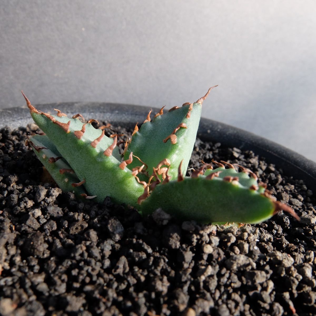 大人気 Agave Titanota White Whale アガベチタノタ白鯨 発根済 サボテン 多肉植物 Iowatribeofkansasandnebraska Com 大人気 Agave Titanota White Whale アガベチタノタ白鯨 発根済 サボテン 多肉植物 Iowatribeofkansasandnebraska Com