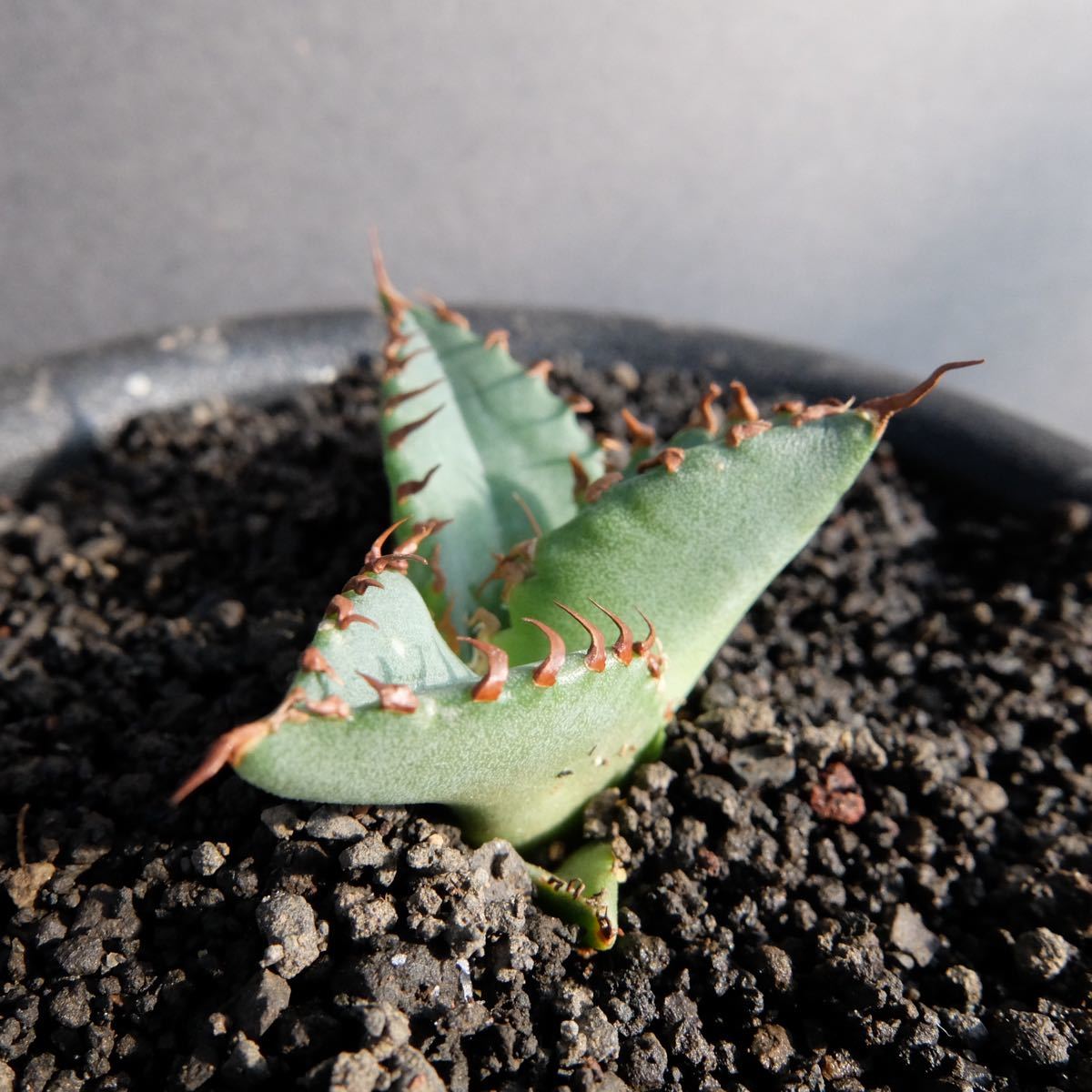 大人気 Agave Titanota White Whale アガベチタノタ白鯨 発根済 サボテン 多肉植物 Iowatribeofkansasandnebraska Com 大人気 Agave Titanota White Whale アガベチタノタ白鯨 発根済 サボテン 多肉植物 Iowatribeofkansasandnebraska Com