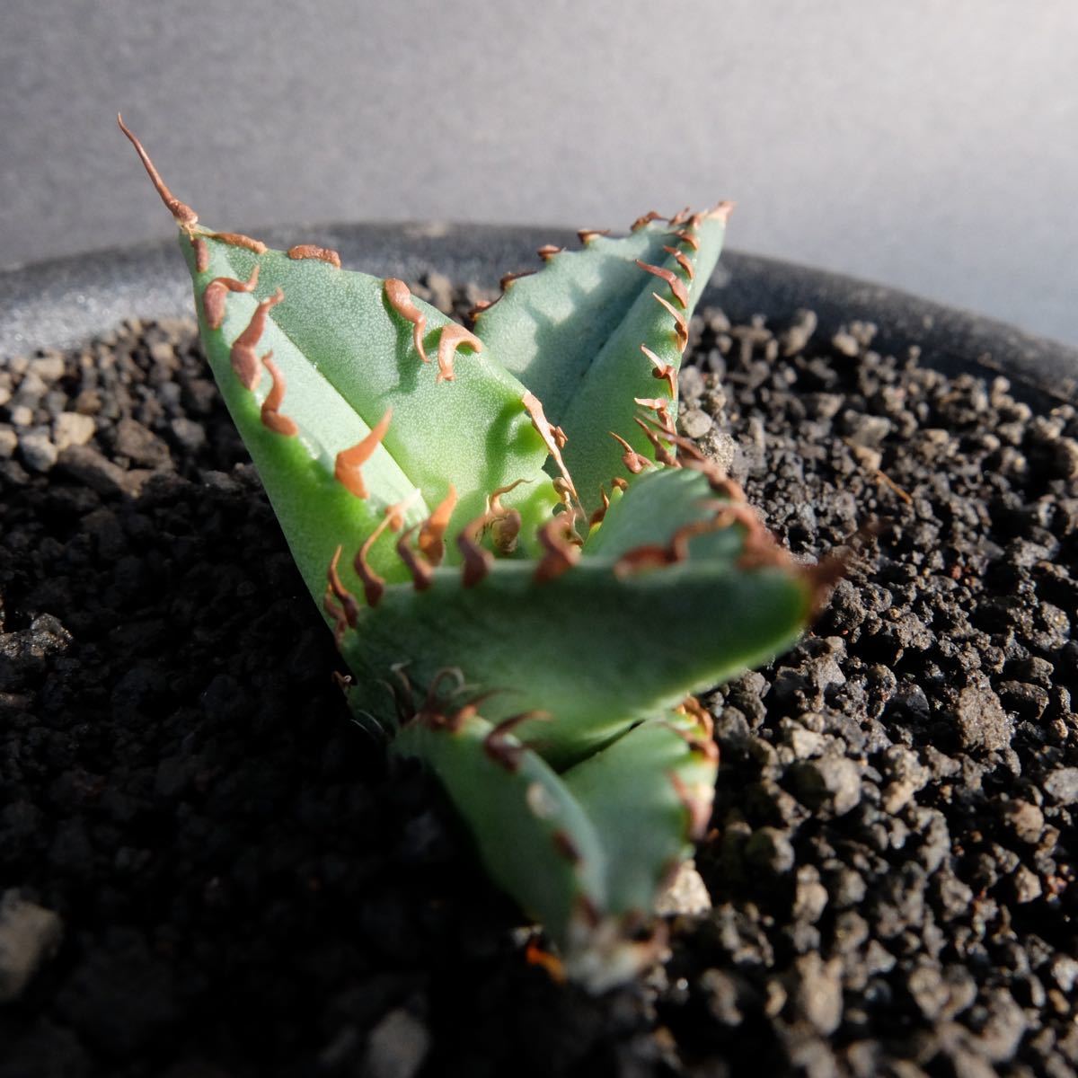 大人気 Agave Titanota White Whale アガベチタノタ白鯨 発根済 サボテン 多肉植物 Iowatribeofkansasandnebraska Com 大人気 Agave Titanota White Whale アガベチタノタ白鯨 発根済 サボテン 多肉植物 Iowatribeofkansasandnebraska Com