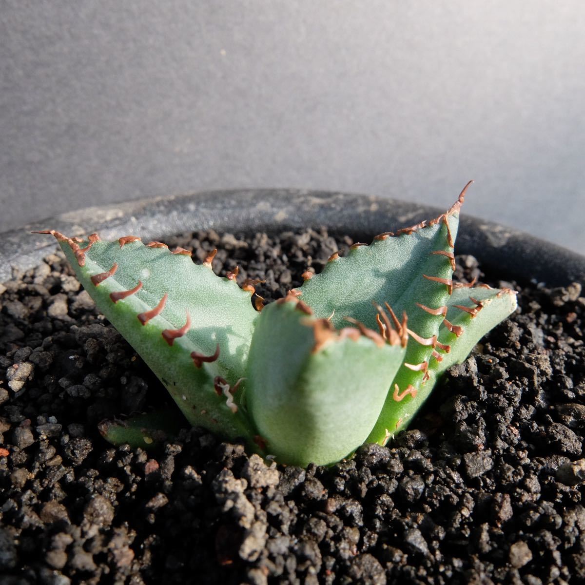 大人気 Agave Titanota White Whale アガベチタノタ白鯨 発根済 サボテン 多肉植物 Iowatribeofkansasandnebraska Com 大人気 Agave Titanota White Whale アガベチタノタ白鯨 発根済 サボテン 多肉植物 Iowatribeofkansasandnebraska Com