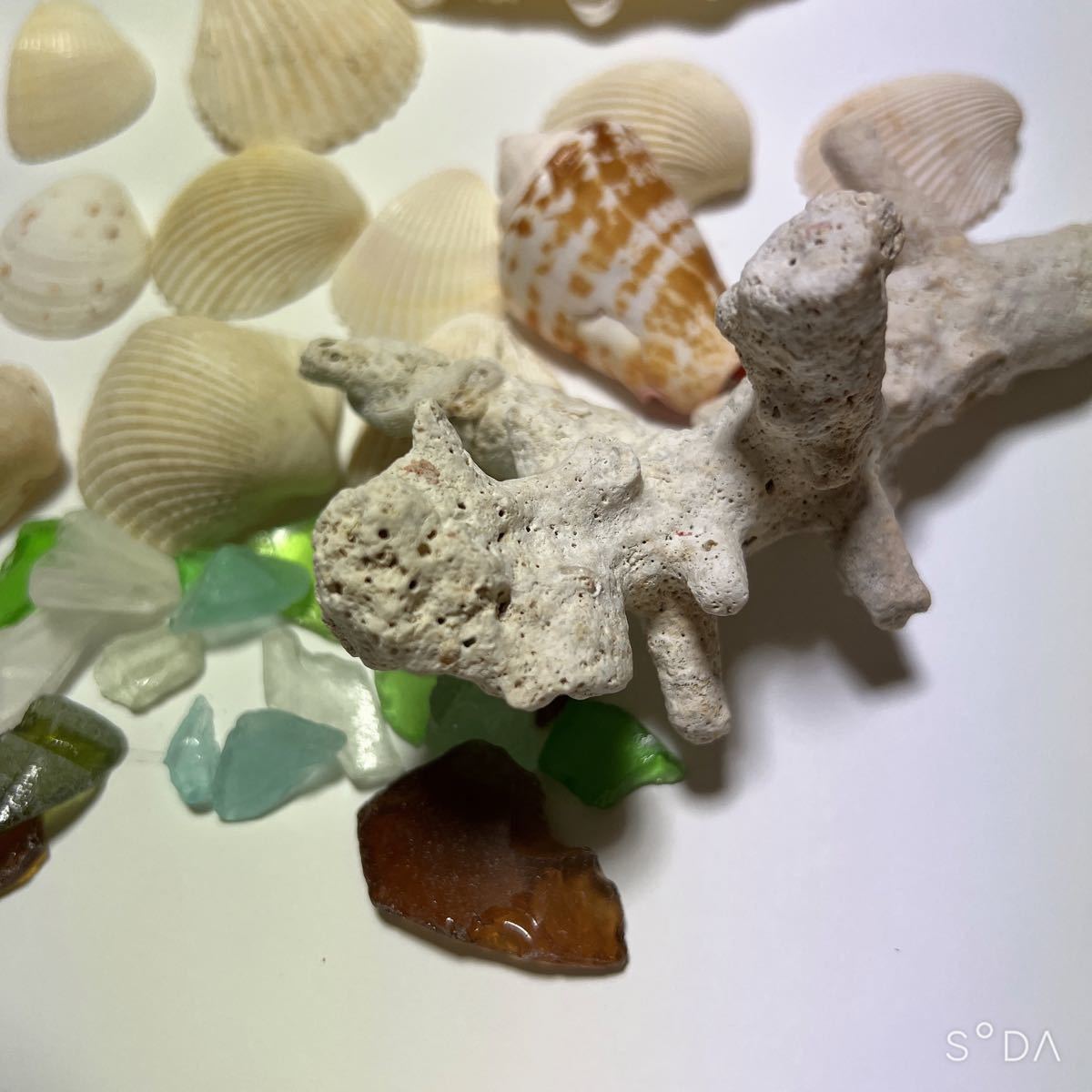 シャコ シャコガイ 貝がら 貝殻 珊瑚 さんご シーグラス