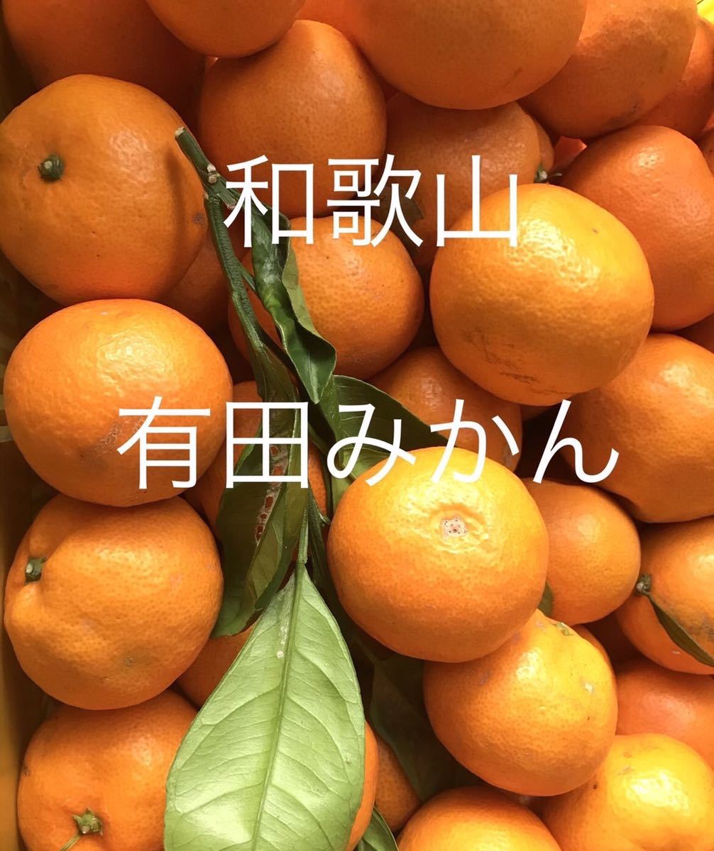 7 和歌山県産　有田みかん 産地直送 5kg 甘い　オレンジ　売り切り_画像1