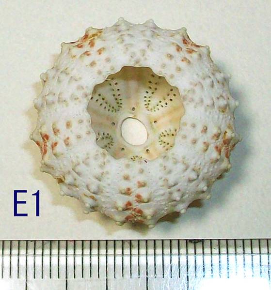 ☆☆☆ E1 深海の ウニの殻 ベンテンウニ　検 フィリピン ウニ 貝 標本 2.5㎝位_画像2