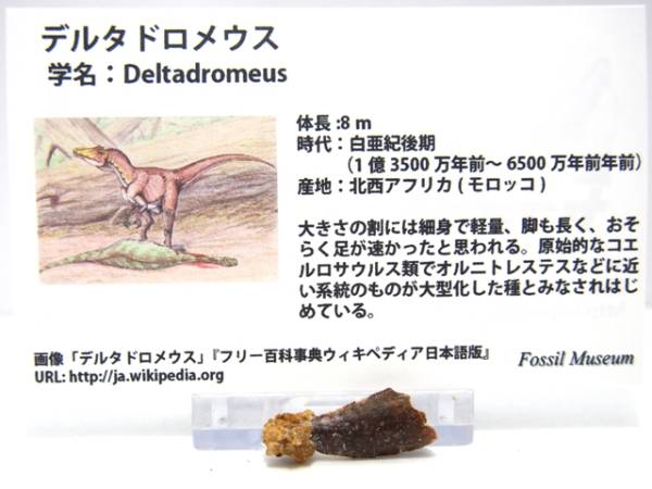 ★化石 恐竜 レア高品質 『三角州の疾走者』 デルタドロメウス歯 DEL-5★_画像2