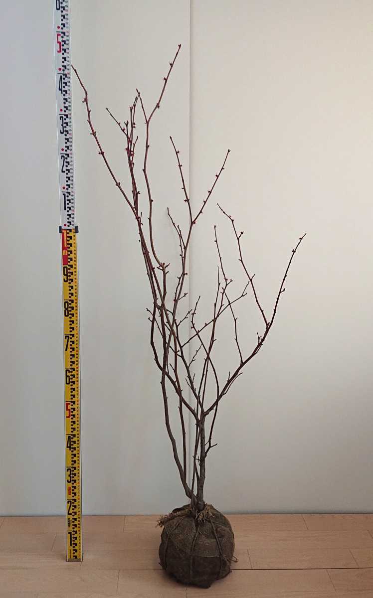 マルバノキ 高さ約145 丸葉の木 ベニマンサク ハート