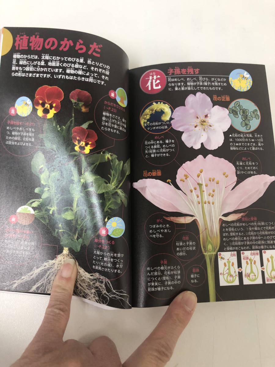 講談社の動く図鑑　movemini 植物