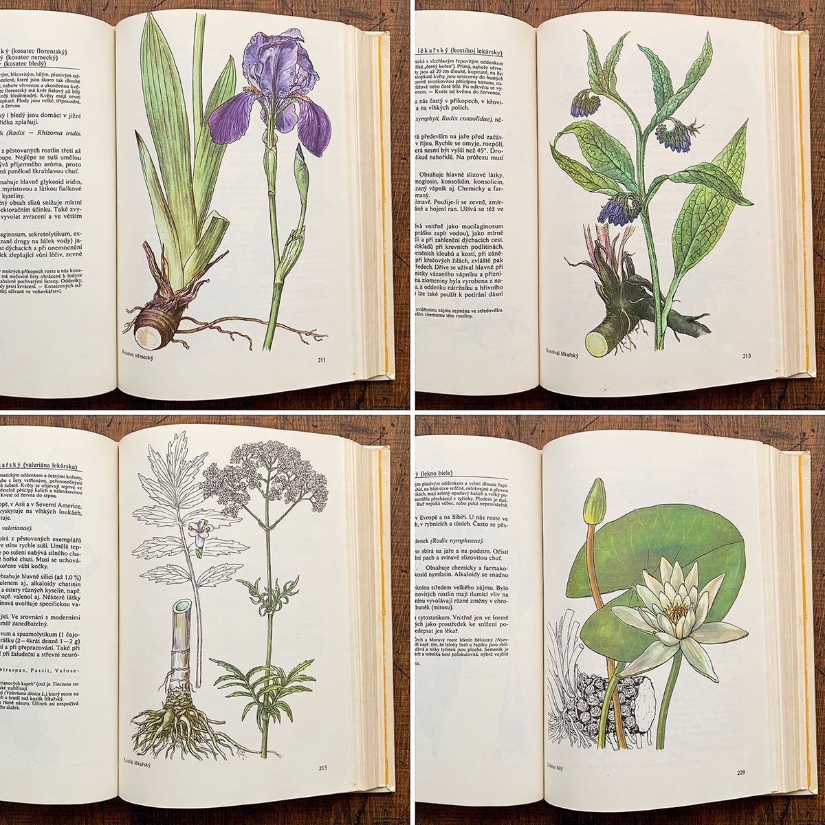 チェコの古い植物図鑑(Nase rostliny v lekarstvi 1981年)/アンティーク ヴィンテージ 植物画 花 洋書 ボタニカルアート 雰囲気◎/ - 洋書 チェコの古い植物図鑑(Nase rostliny v lekarstvi 1981年)/アンティーク ヴィンテージ 植物画 花 洋書 ボタニカルアート 雰囲気◎/ - 洋書