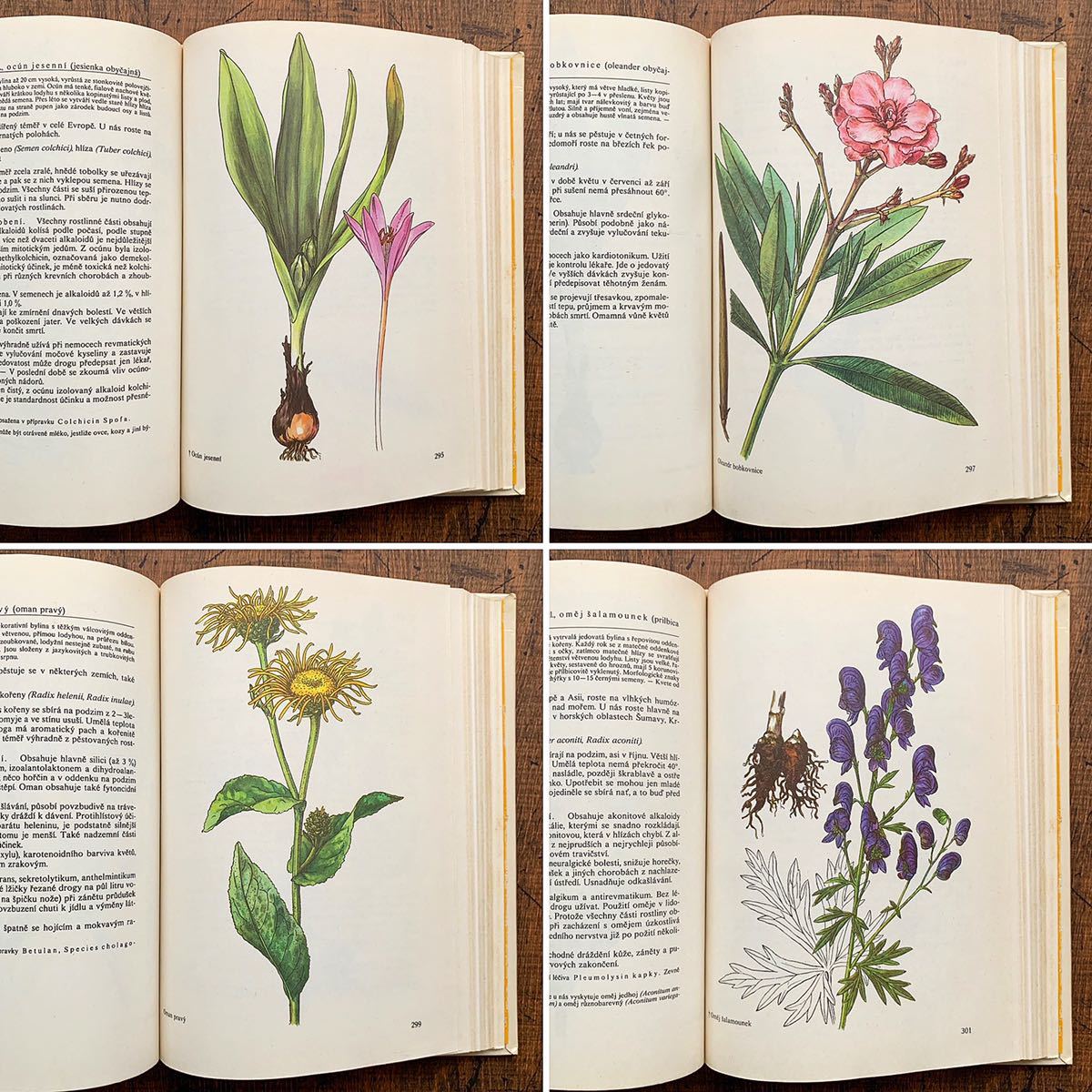 チェコの古い植物図鑑(Nase rostliny v lekarstvi 1981年)/アンティーク ヴィンテージ 植物画 花 洋書 ボタニカルアート 雰囲気◎/ - 洋書 チェコの古い植物図鑑(Nase rostliny v lekarstvi 1981年)/アンティーク ヴィンテージ 植物画 花 洋書 ボタニカルアート 雰囲気◎/ - 洋書