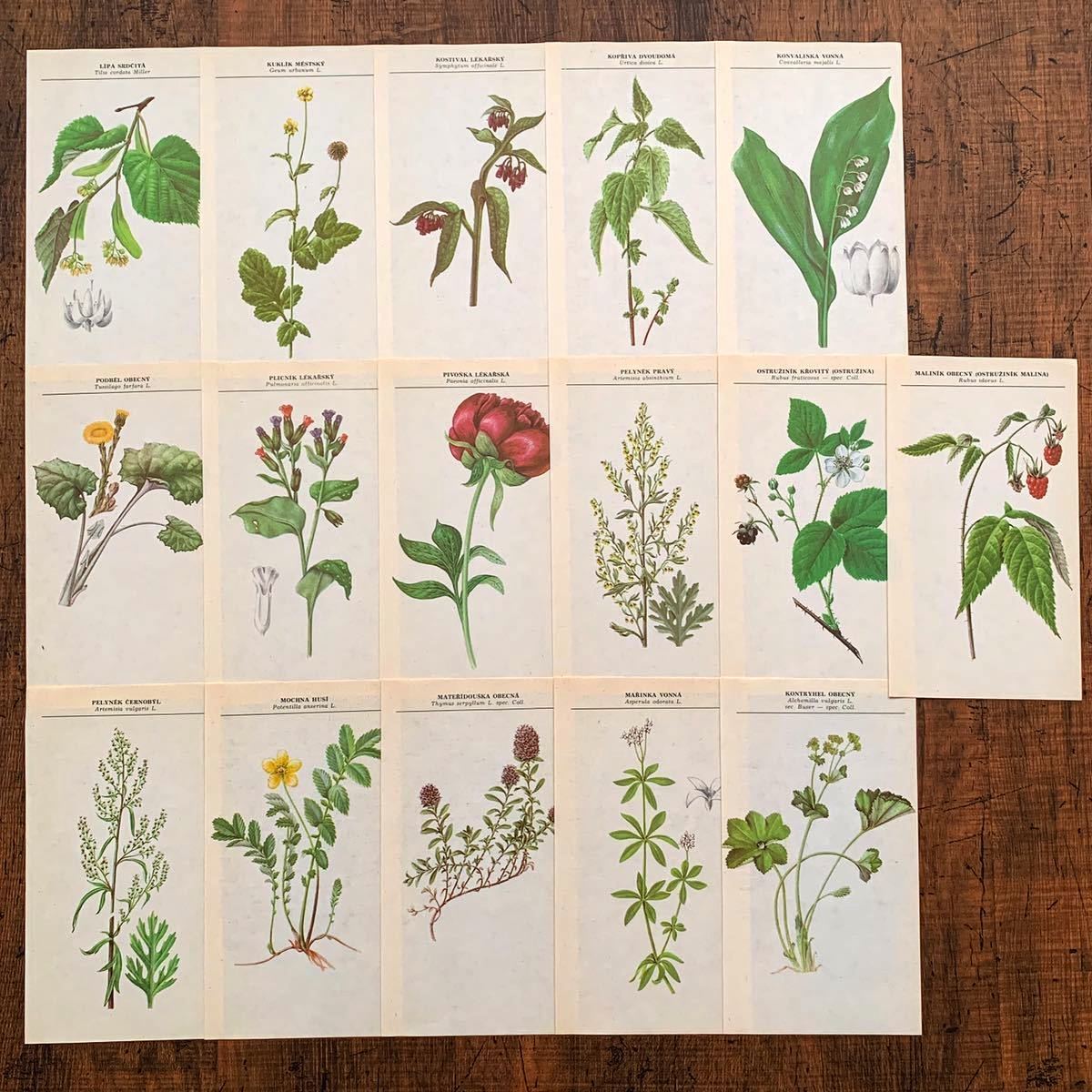 感謝の声続々 70点の美しい植物画 チェコの古い植物図鑑 1961年 ボタニカルアート 洋書 外国語書籍 Labelians Fr