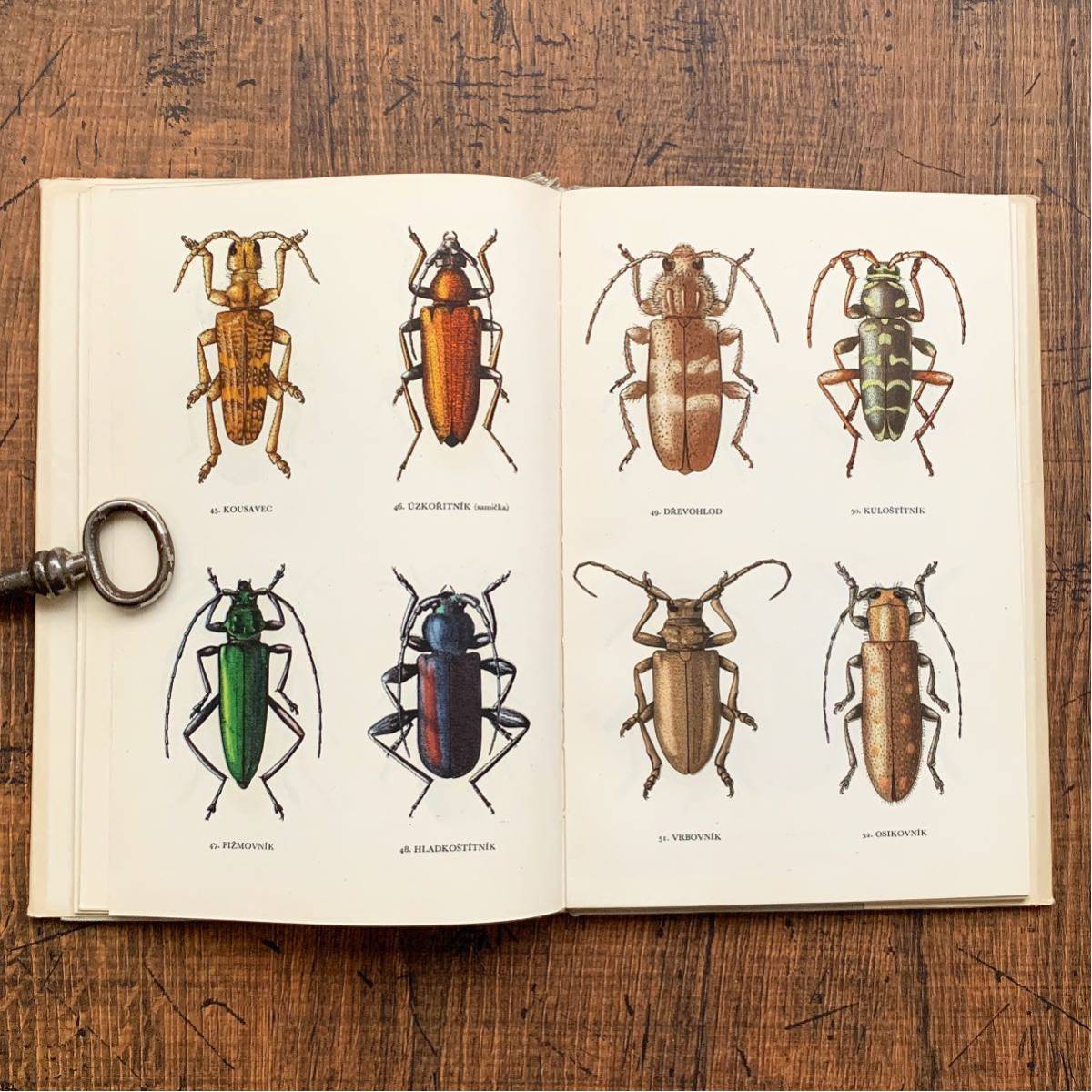 チェコの古い昆虫図鑑 BROUCI 1954年 /アンティーク ヴィンテージ 