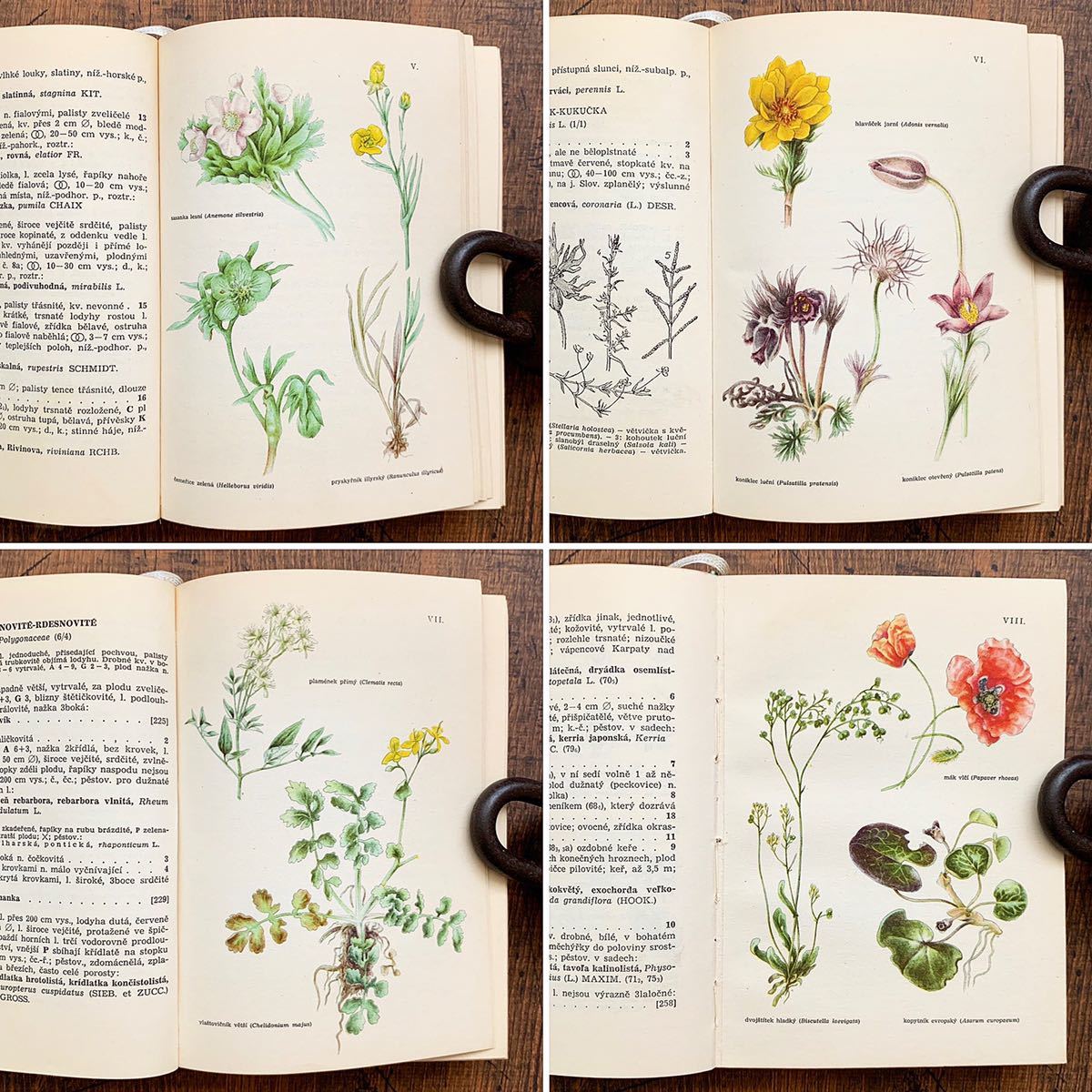 チェコの古い植物図鑑(Rostliny1946年)/アンティーク ヴィンテージ 