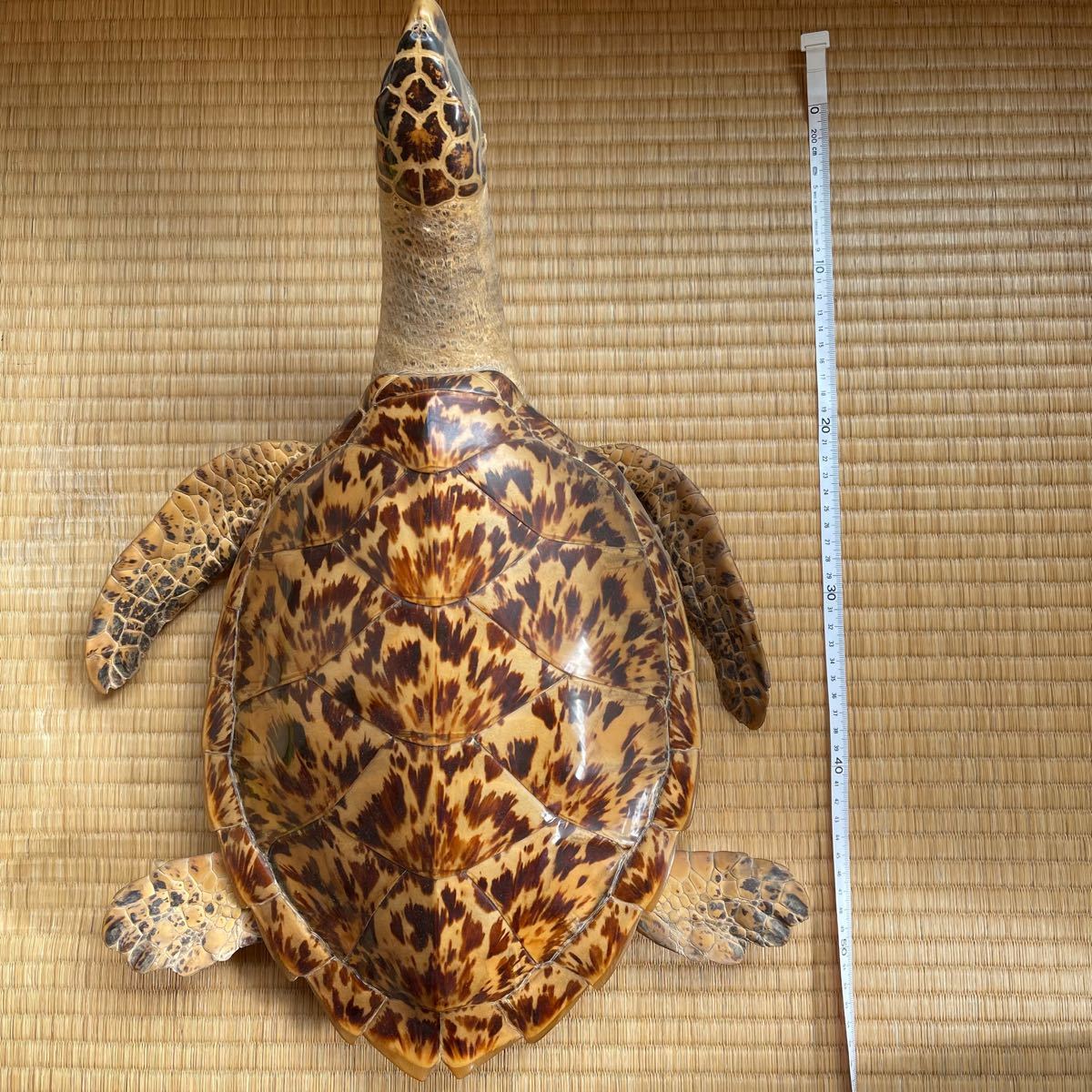 希少・激レア】ウミガメの剥製(タイマイ)剥製 鼈甲(べっこう 希少・激レア】ウミガメの剥製(タイマイ)剥製 鼈甲(べっこう