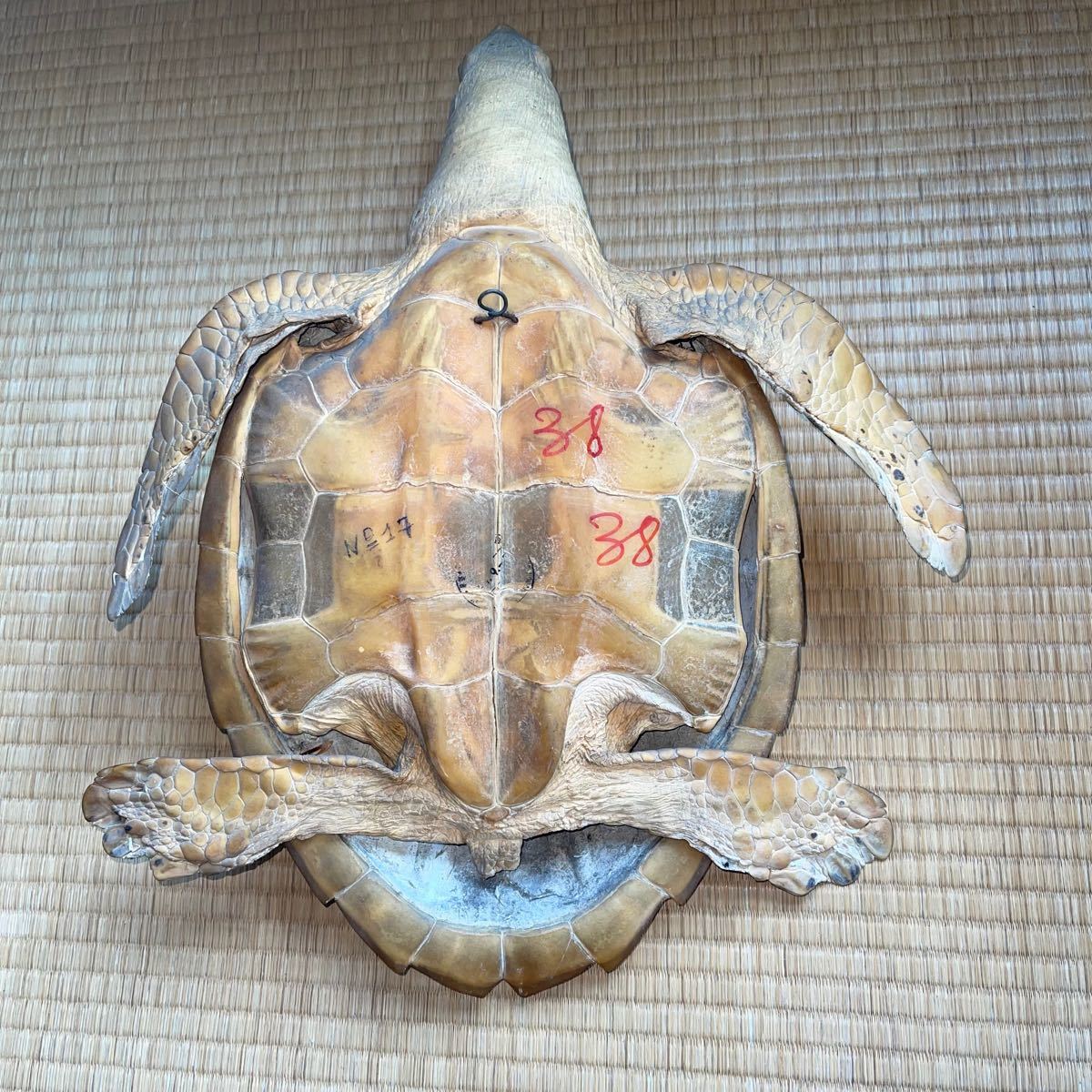希少・激レア】ウミガメの剥製(タイマイ)剥製 鼈甲(べっこう 希少・激レア】ウミガメの剥製(タイマイ)剥製 鼈甲(べっこう