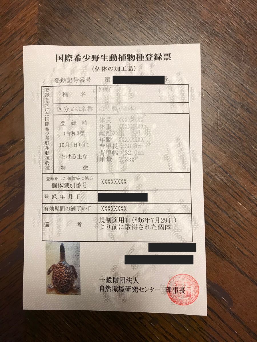 希少・激レア】ウミガメの剥製(タイマイ)剥製 鼈甲(べっこう 希少・激レア】ウミガメの剥製(タイマイ)剥製 鼈甲(べっこう