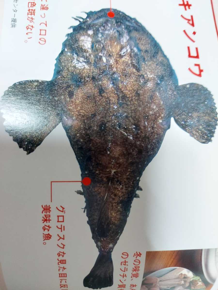  огромный морской черт 70cm9.5kg ранг 17980 иен быстрое решение 