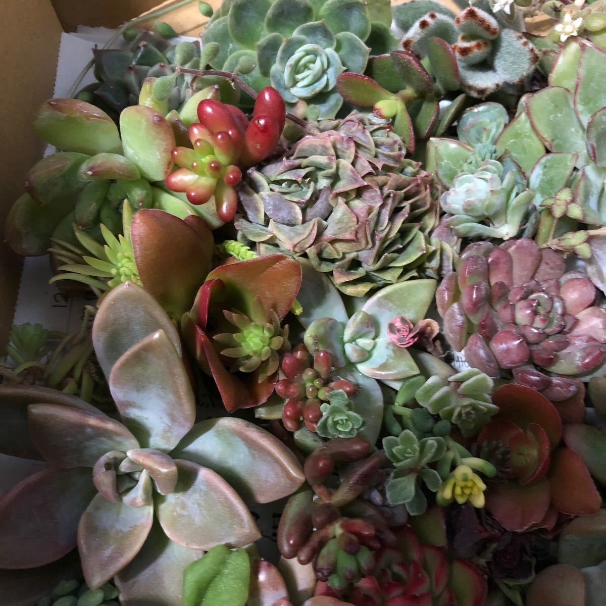 多肉植物 寄せ植えセット1|Yahoo!フリマ(旧PayPayフリマ) 多肉植物 寄せ植えセット1|Yahoo!フリマ(旧PayPayフリマ)