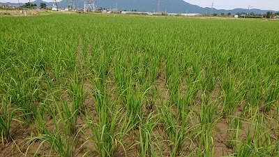 【令和3年産】新米 新潟県認証 特別栽培米 新之助 白米真空5kg_画像2