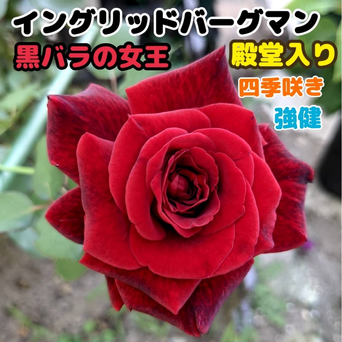 Paypayフリマ イングリッド バーグマン 薔薇 薔薇苗 挿し木苗 薔薇 強健 初心者向け バラ Paypayフリマ イングリッド バーグマン 薔薇 薔薇苗 挿し木苗 薔薇 強健 初心者向け バラ
