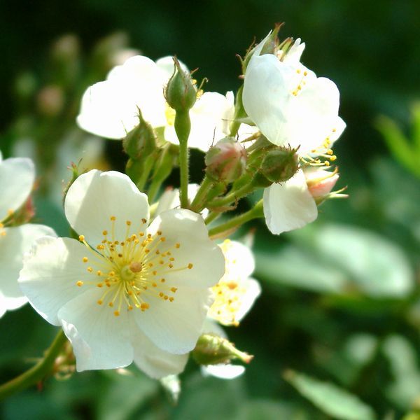 # Kyoto производство no роза. ветка (...)24 шт. комплект ...L20.| белый цветок |. ... роза noi роза .. дерево .| труба UK09