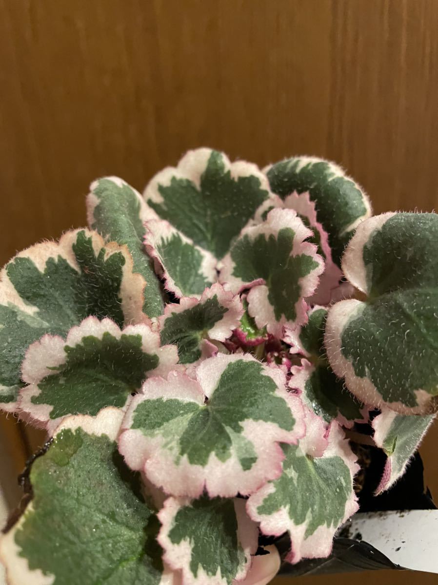 最新人気 ユキノシタ 斑入り 2苗 斑入り - www.uspsiena.it