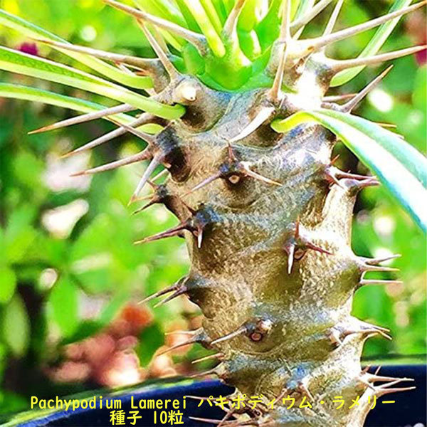 多肉植物 塊根植物 種子 種 Pachypodium Lamerei パキポディウム ラメリー キョウチクトウ科 マダガスカル 種子　10粒_画像3