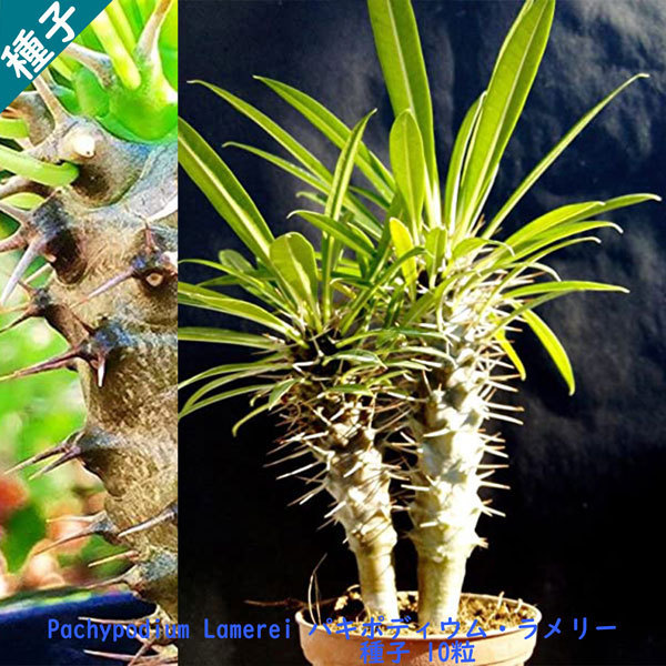 多肉植物 塊根植物 種子 種 Pachypodium Lamerei パキポディウム ラメリー キョウチクトウ科 マダガスカル 種子　10粒_画像1
