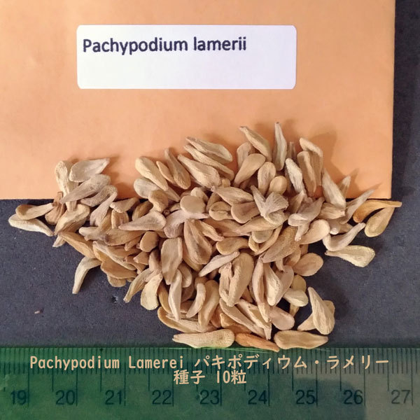多肉植物 塊根植物 種子 種 Pachypodium Lamerei パキポディウム ラメリー キョウチクトウ科 マダガスカル 種子　10粒_画像2