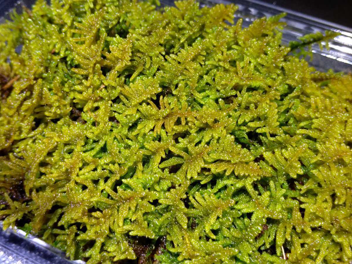 ハイゴケ1パック 這苔 屋上緑化 苔玉 苔庭 雑草抑制 苔テラリウム ボトルテラリウム ハイゴケ1パック 這苔 屋上緑化 苔玉 苔庭 雑草抑制 苔テラリウム ボトルテラリウム