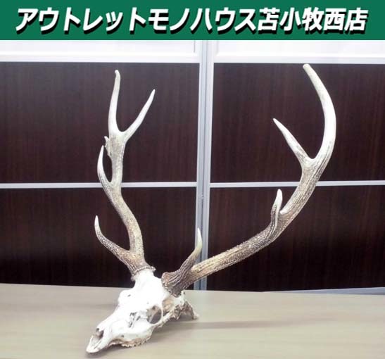  Tomakomai city outskirts limitation deer. head . objet d'art deer. angle width approximately 77× depth 47× height 73. natural ornament store furniture interior objet d'art Tomakomai west shop 