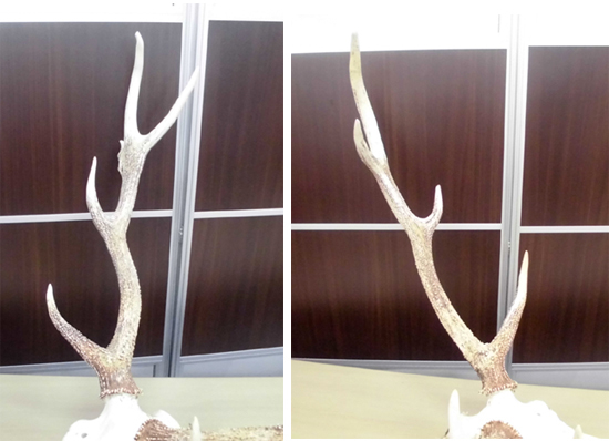  Tomakomai city outskirts limitation deer. head . objet d'art deer. angle width approximately 77× depth 47× height 73. natural ornament store furniture interior objet d'art Tomakomai west shop 