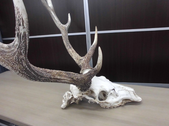  Tomakomai city outskirts limitation deer. head . objet d'art deer. angle width approximately 77× depth 47× height 73. natural ornament store furniture interior objet d'art Tomakomai west shop 